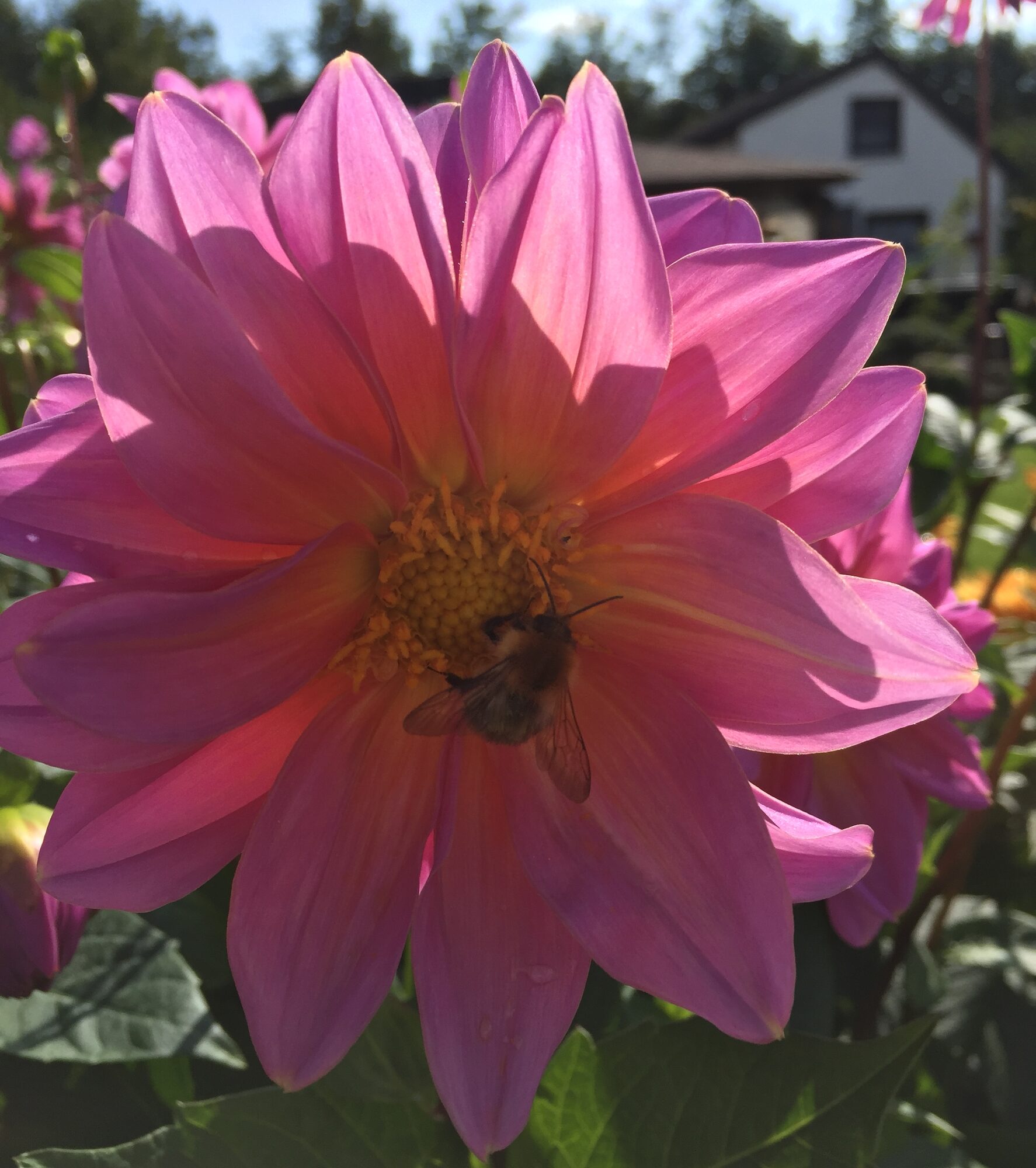 Rosa Dahlienblüte mit einer Hummel darauf